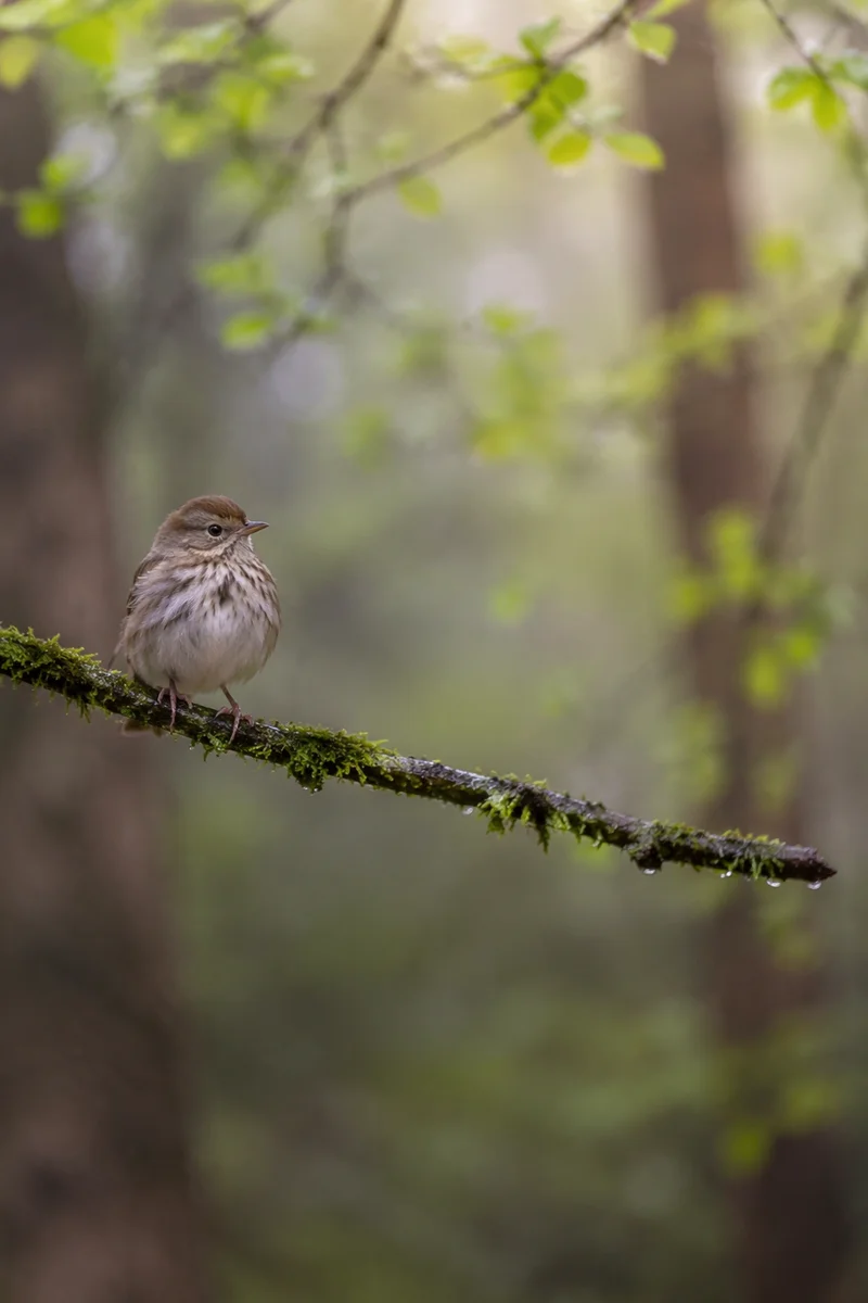 Small Songbird on Mossy Woodland Branch