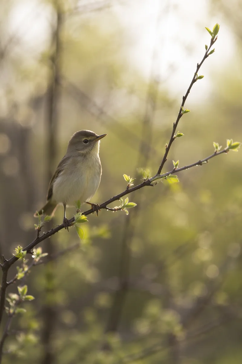 Small Songbird on Spring Budding Branch