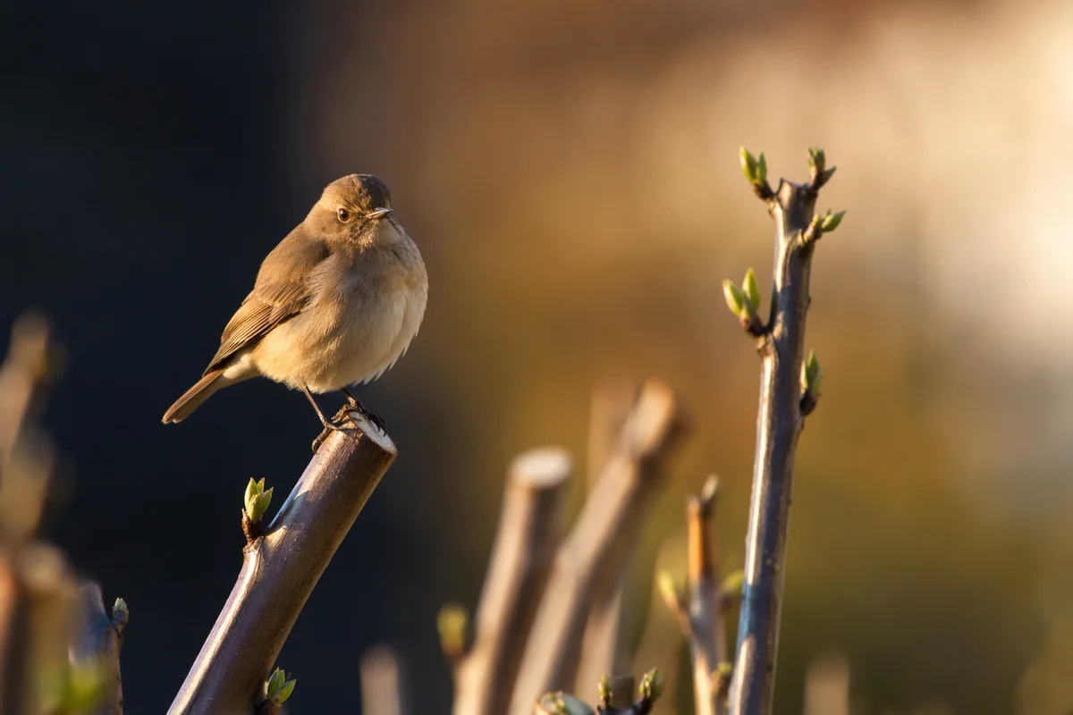 Small Songbird on Spring Garden Branch