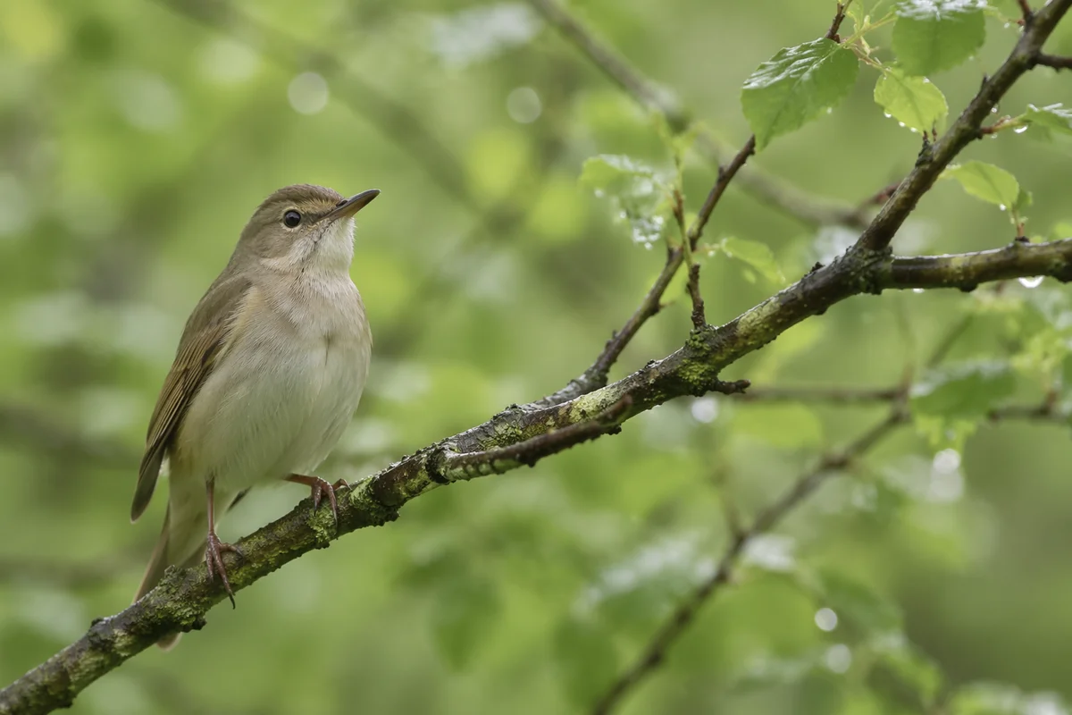 Songbird on Mossy Branch After Rain