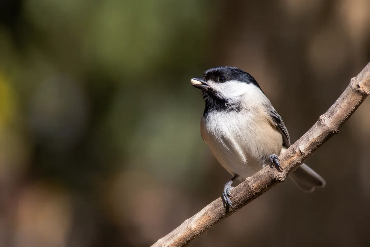 Contemplative Songbird Perched on Woodland Branch