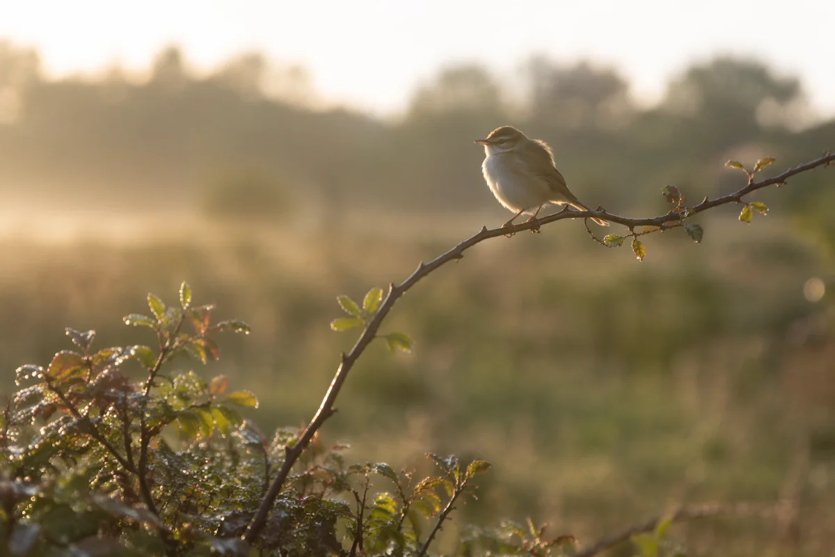 Songbird on Branch in Golden Morning Light