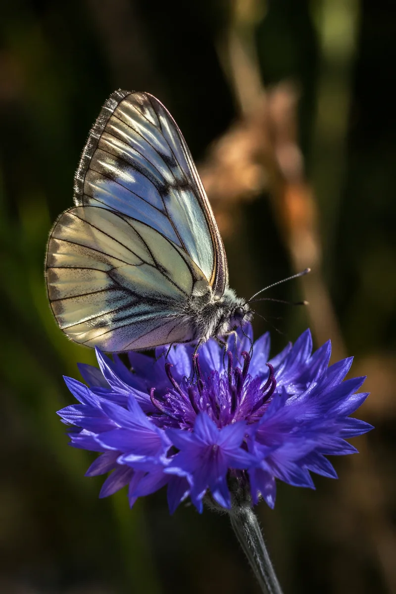 Delicate Butterfly on Violet Garden Flower