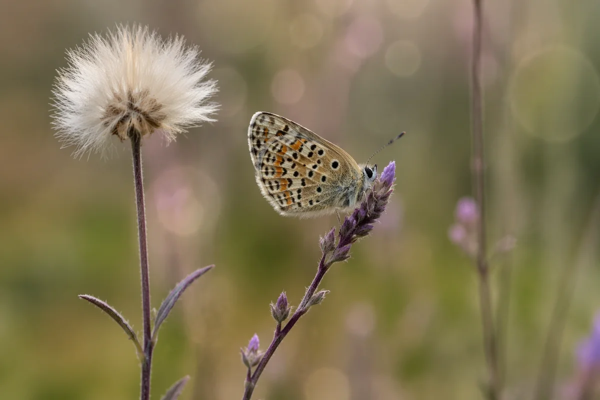 Colorful Butterfly on Purple Wildflower