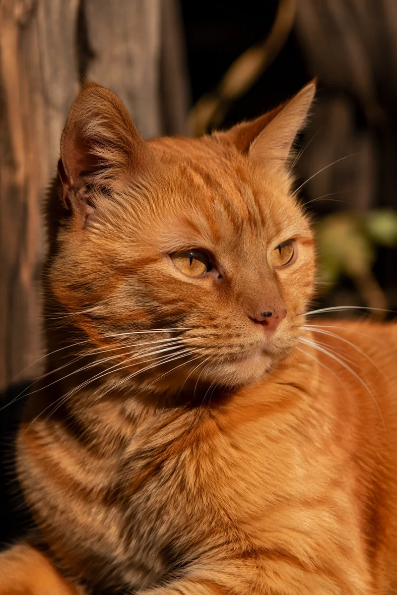 Calm Ginger Tabby Cat Close-Up Portrait