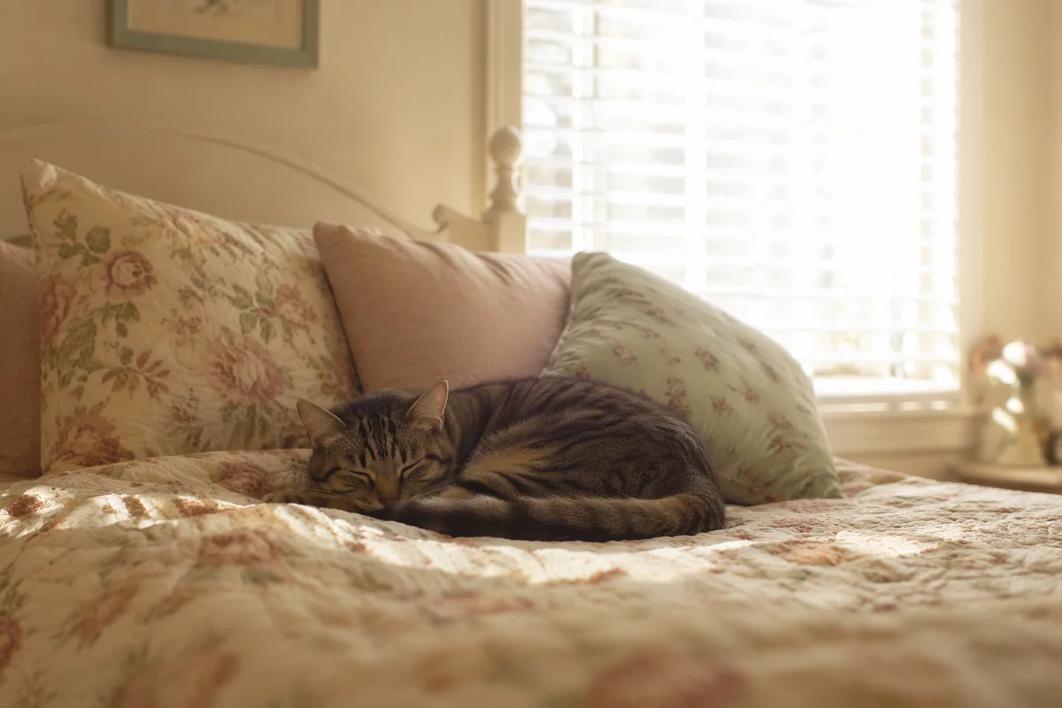 Sleeping Tabby Cat in Sunlit Cozy Bedroom