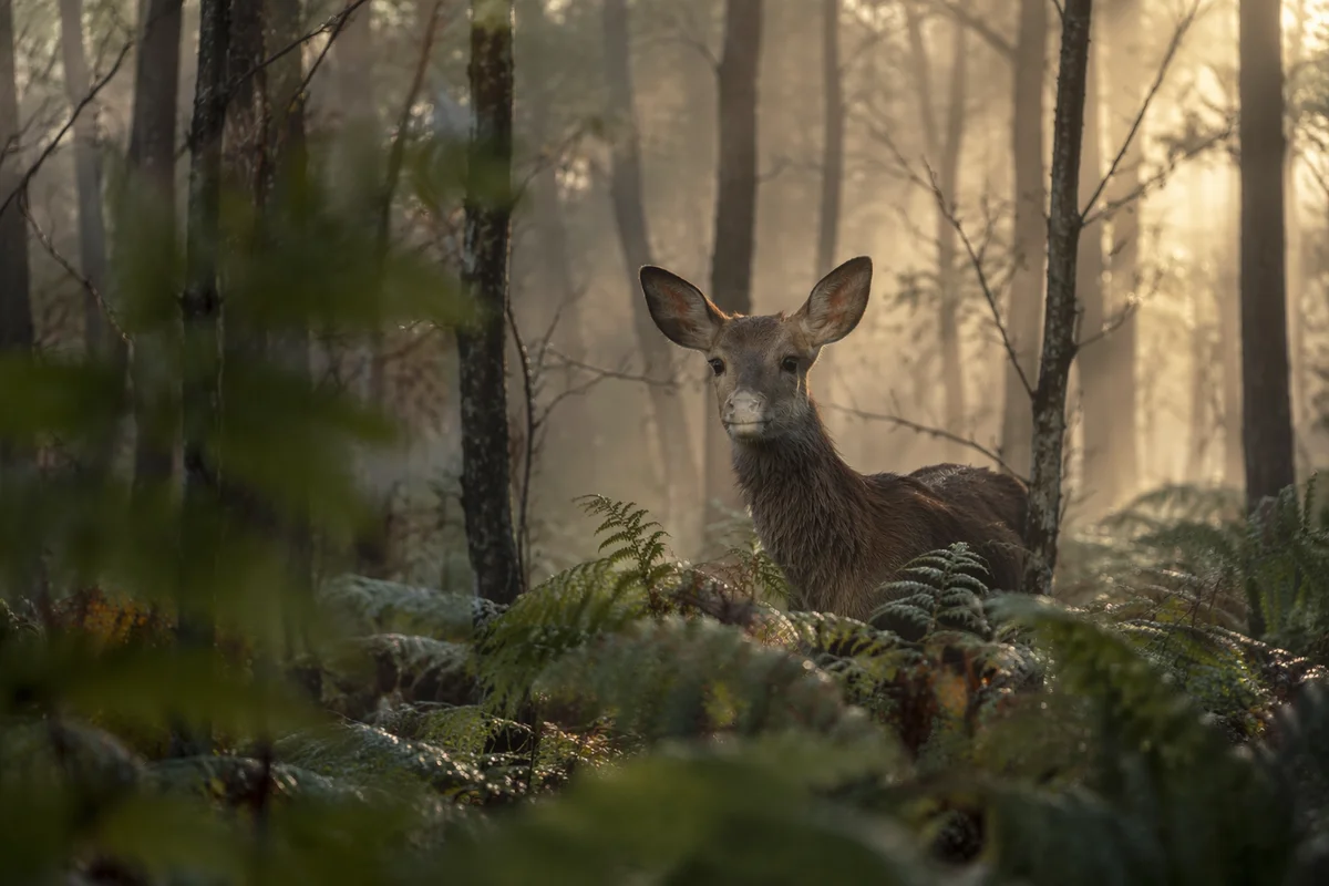 Young Deer in Misty Forest Dawn