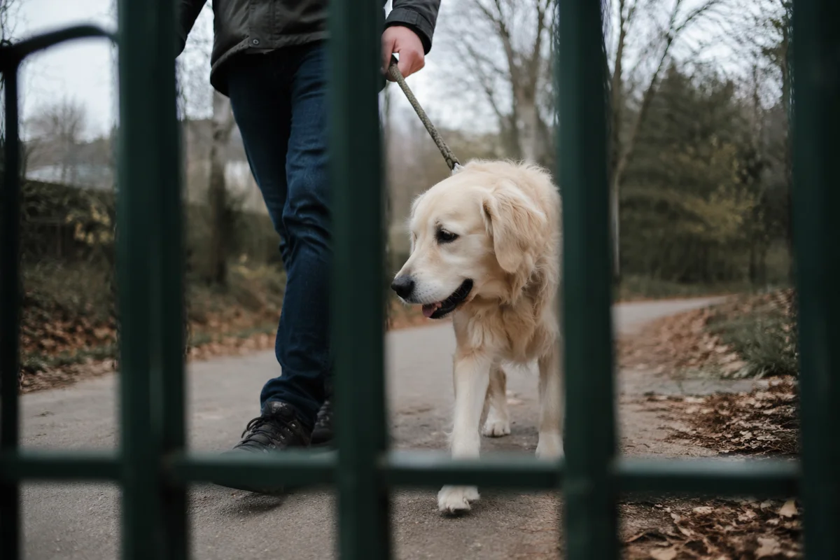 Retriever Walking Beside Owner in Quiet Park