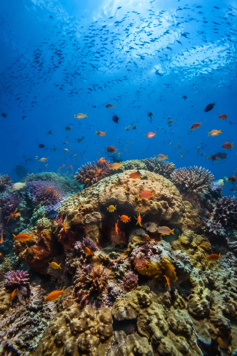 Vibrant Fish Over Tropical Coral Reef