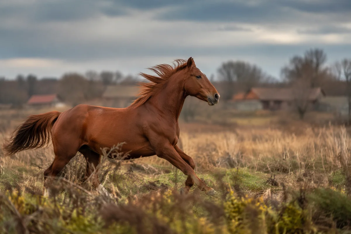 Majestic Chestnut Horse Running Free