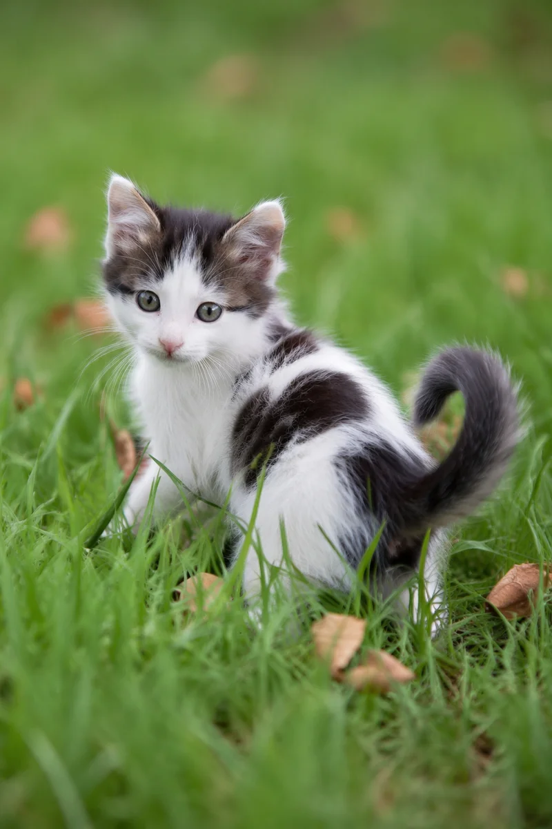 Playful Fluffy Kitten in Green Grass