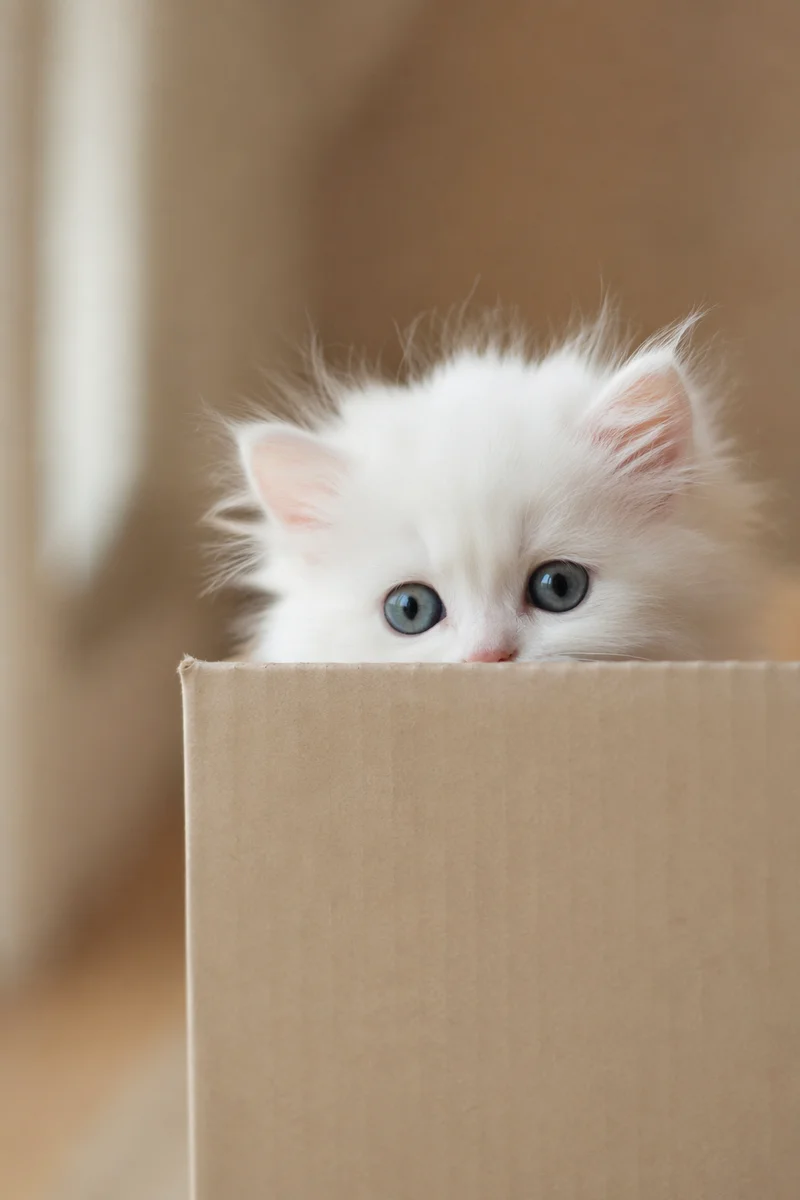 Curious Fluffy White Kitten in Box