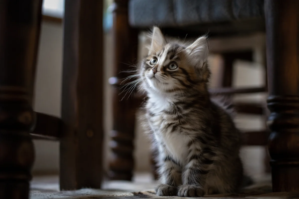 Playful Fluffy Tabby Kitten Indoors