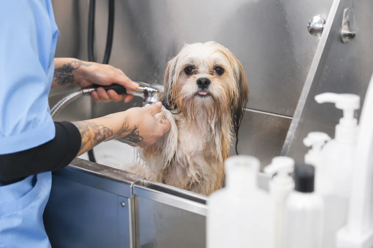 Small Dog Bath at Grooming Spa