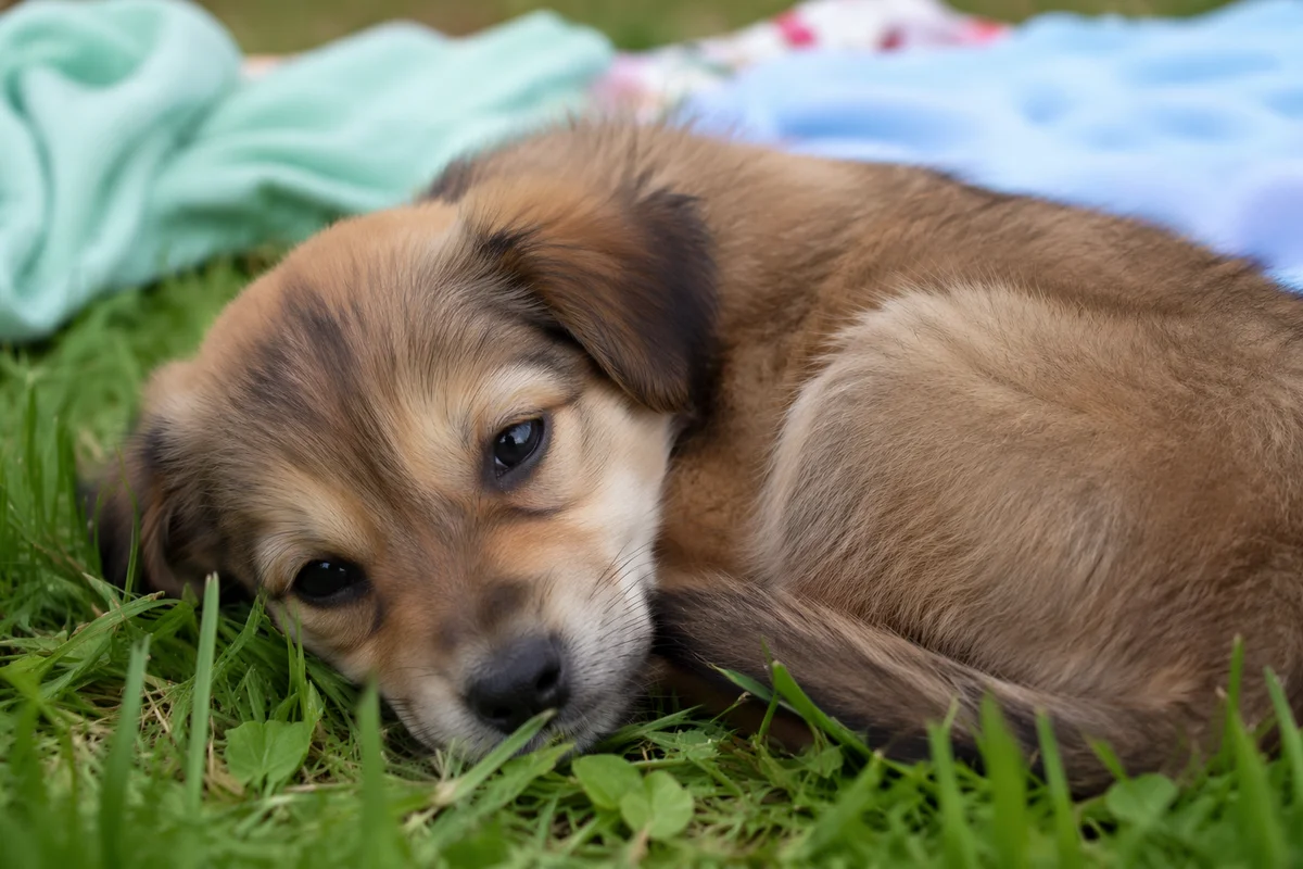 Sleepy Puppy Resting in Picnic Grass