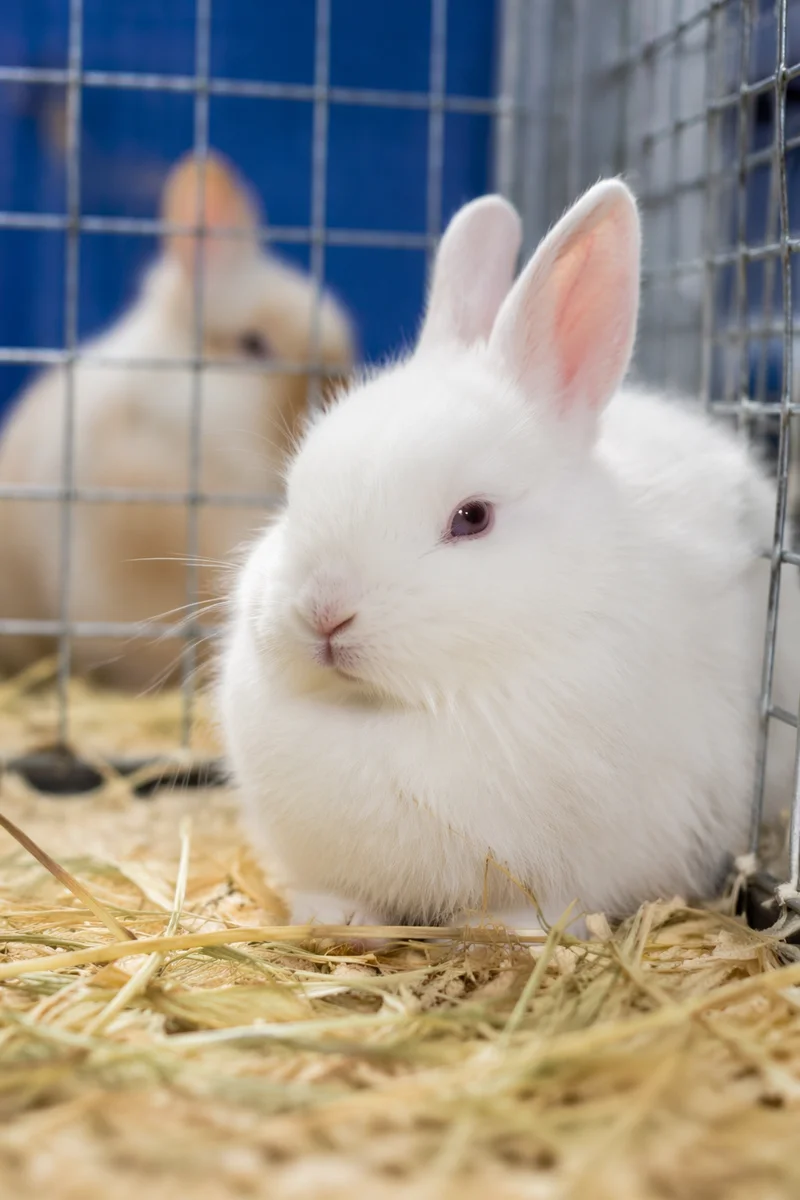 Cute White Rabbit in Soft Indoor Pen