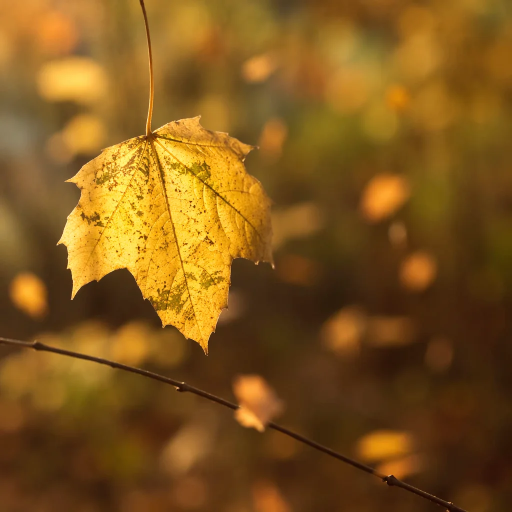 Glowing Autumn Leaf in Golden Bokeh