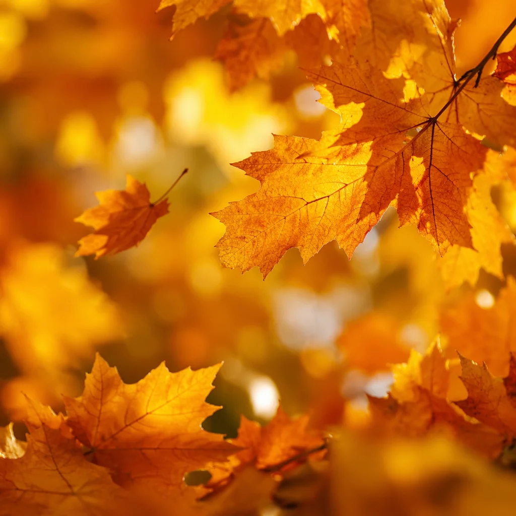 Golden Autumn Leaves Warm Bokeh Background