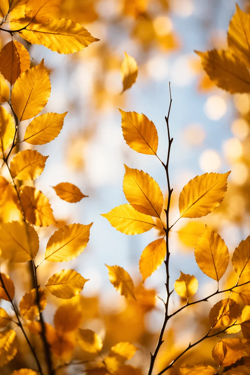 Golden Autumn Leaves in Warm Sunlight