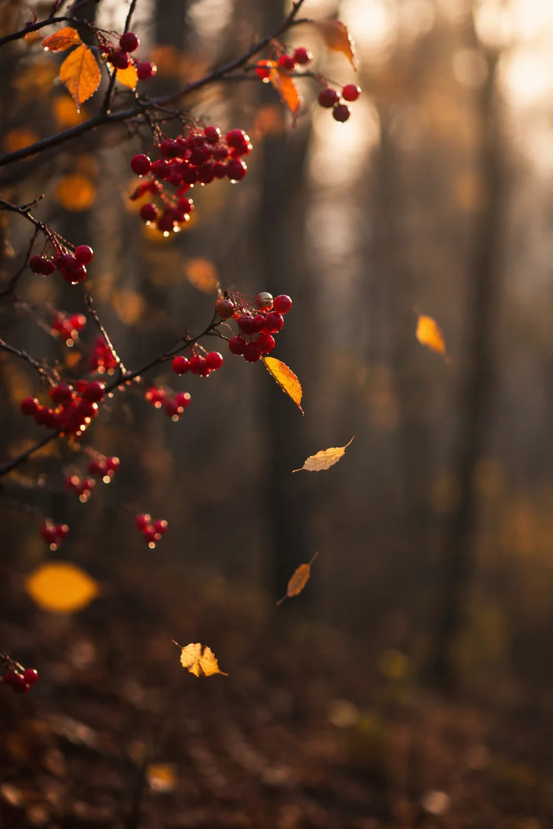 Golden Autumn Berries Woodland Background