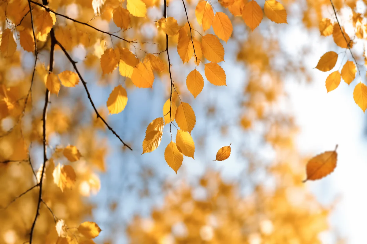 Golden Autumn Leaves in Warm Sunlight