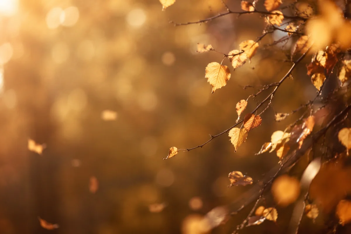 Golden Autumn Leaves in Warm Woodland Light