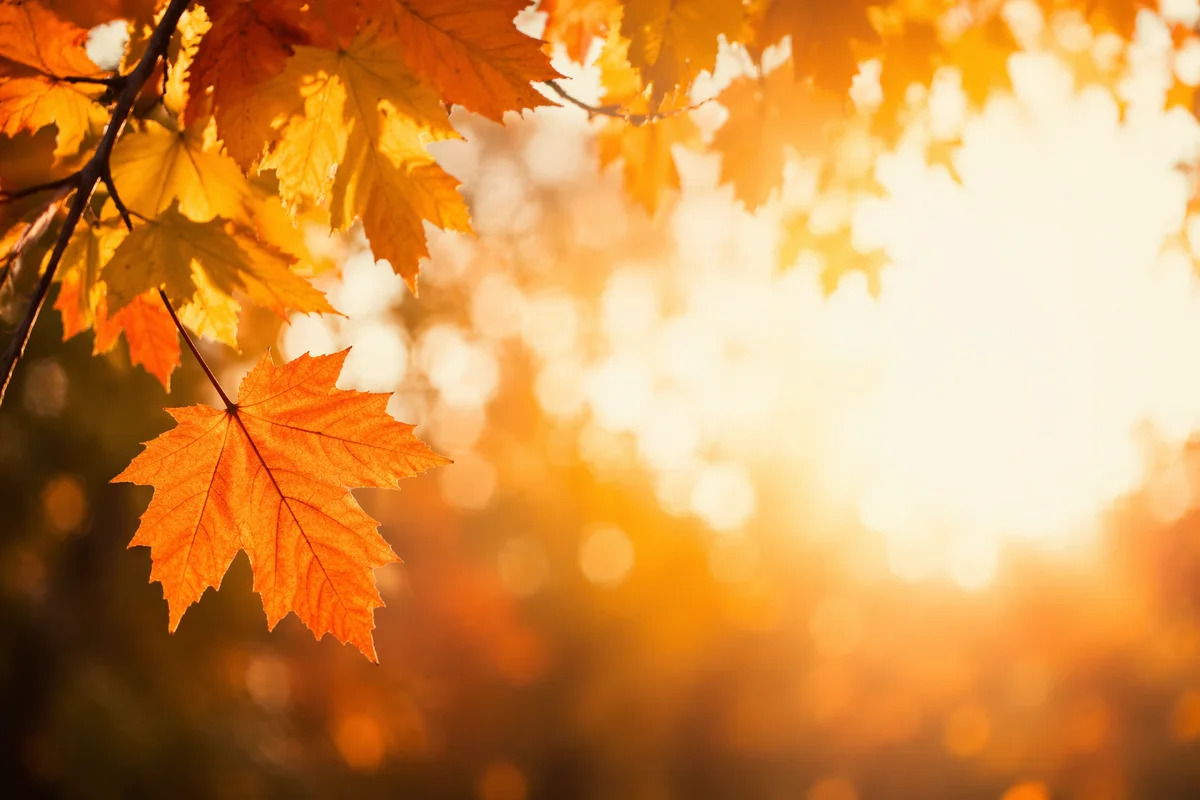 Golden Autumn Leaves in Warm Sunlight