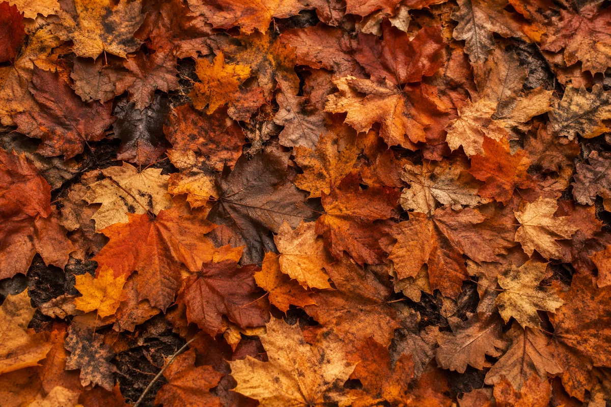 Golden Autumn Leaves Forest Background