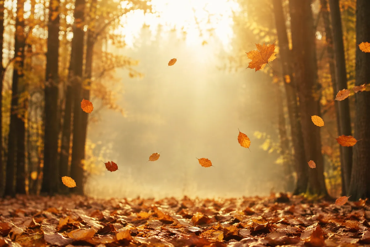 Autumn Leaves Falling in Golden Woodland Light