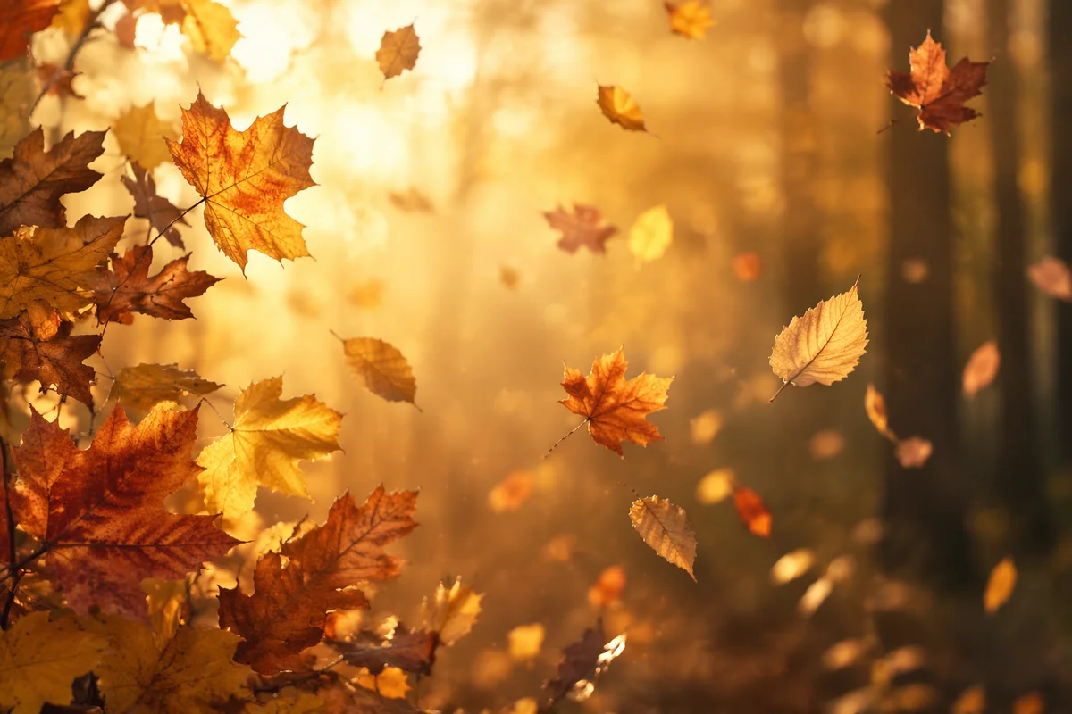 Golden Autumn Leaves in Warm Forest Light