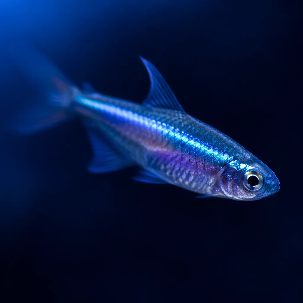 Moody Blue Underwater Fish Gradient Background