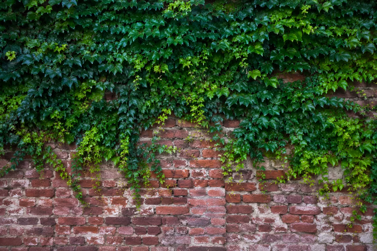 Aged Red Brick Wall with Green Ivy