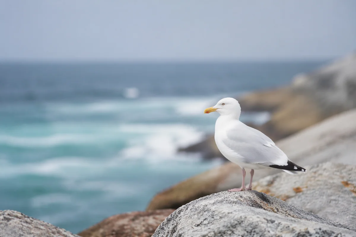 Calm Seabird on Ocean Horizon Background