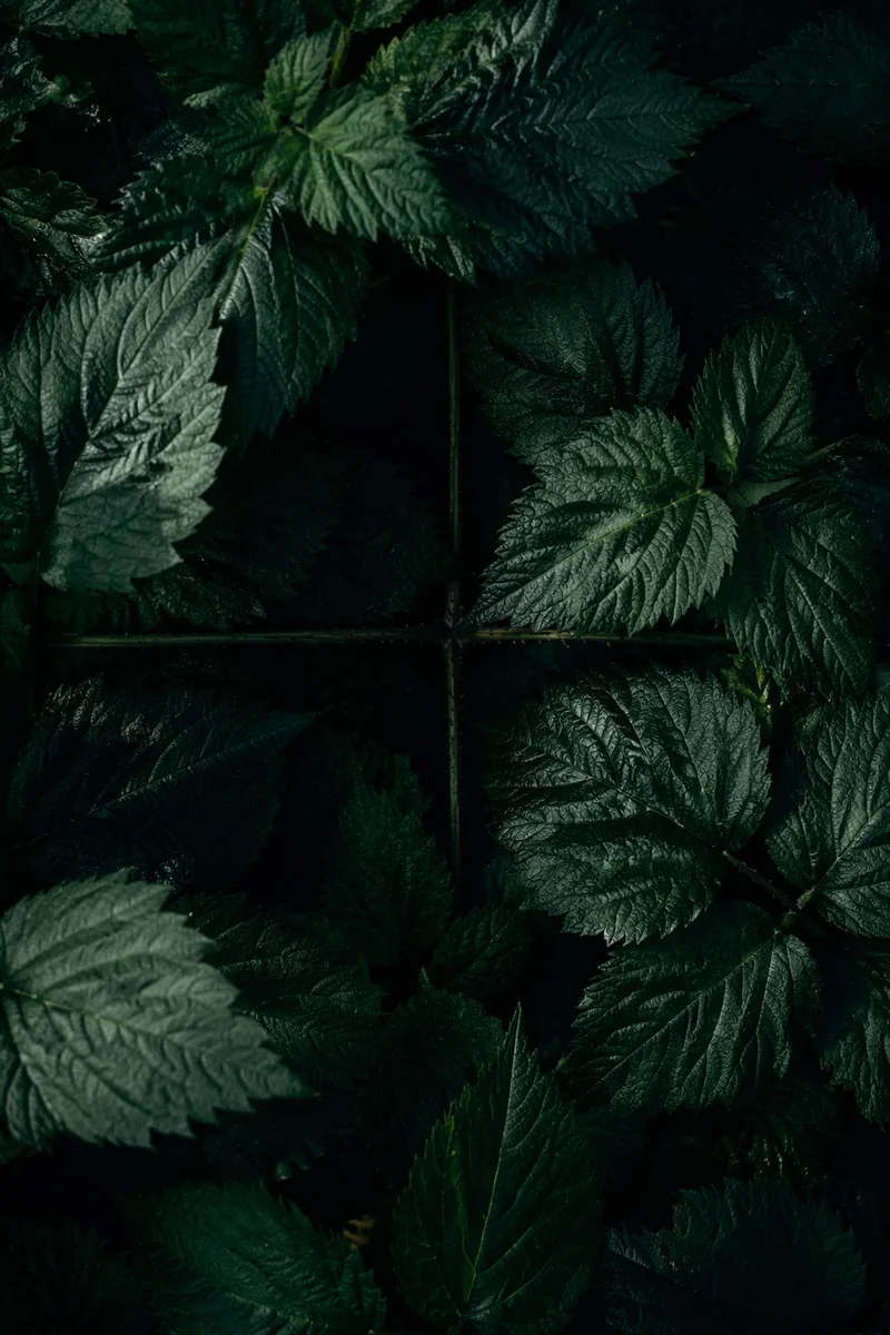 Dark Botanical Cross Textured Background