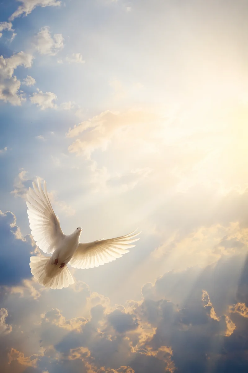 White Dove Rising in Heavenly Light