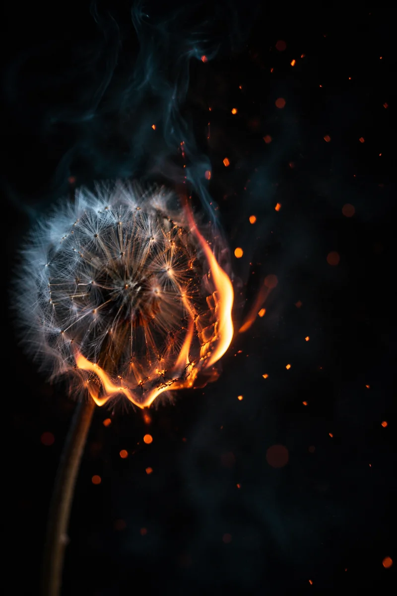 Dandelion Seed With Dramatic Flame Background