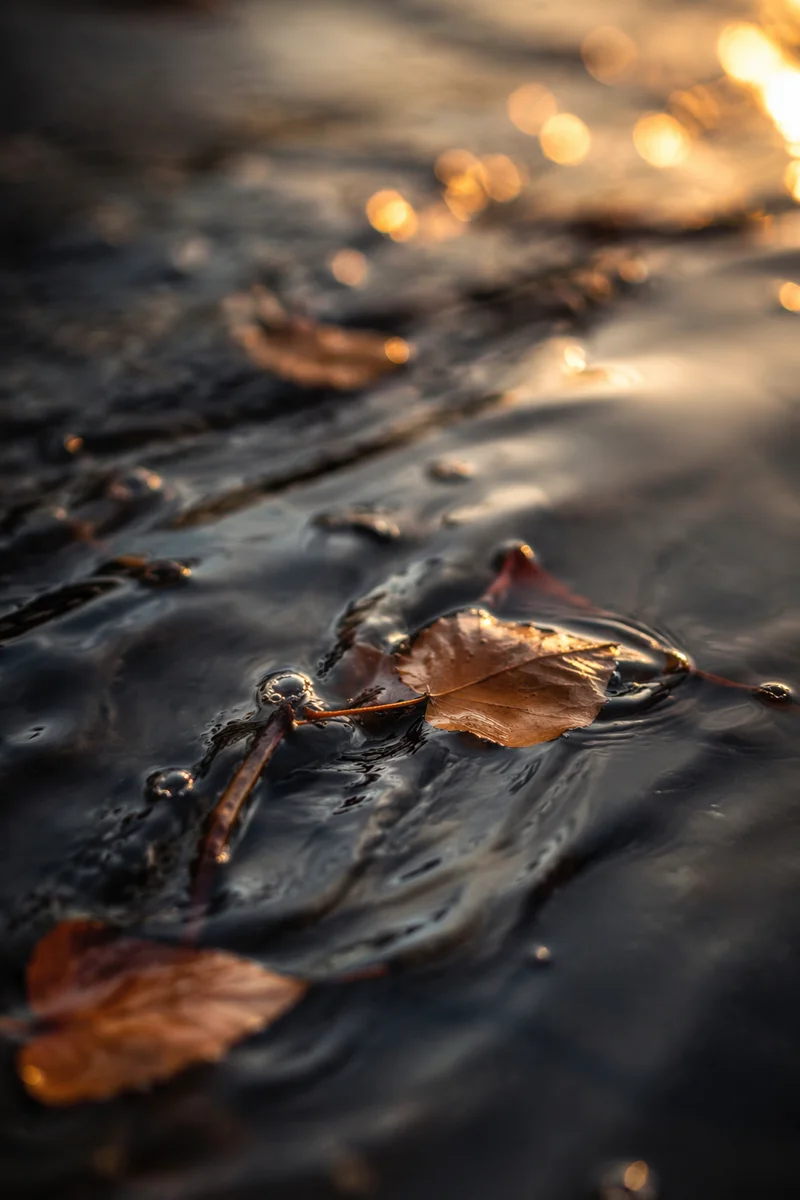 Golden Ripples with Autumn Leaves