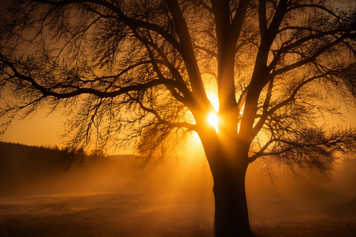 Golden Light Rays Through Bare Tree