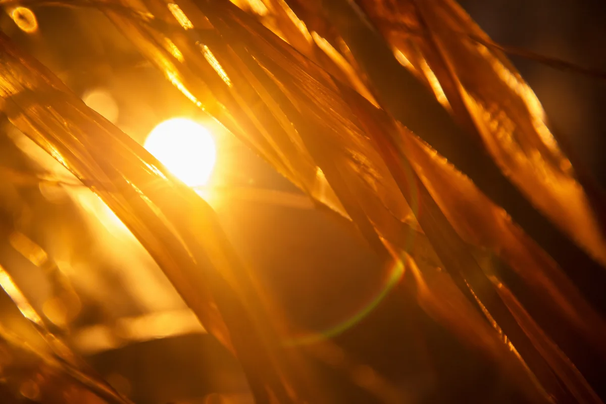 Radiant Golden Light Rays Background