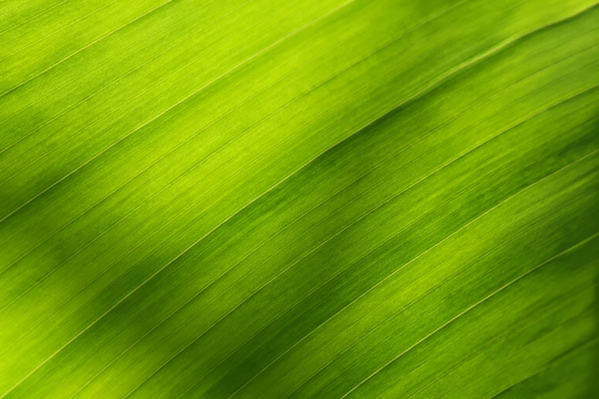 Fresh Green Leaf Macro Background Texture