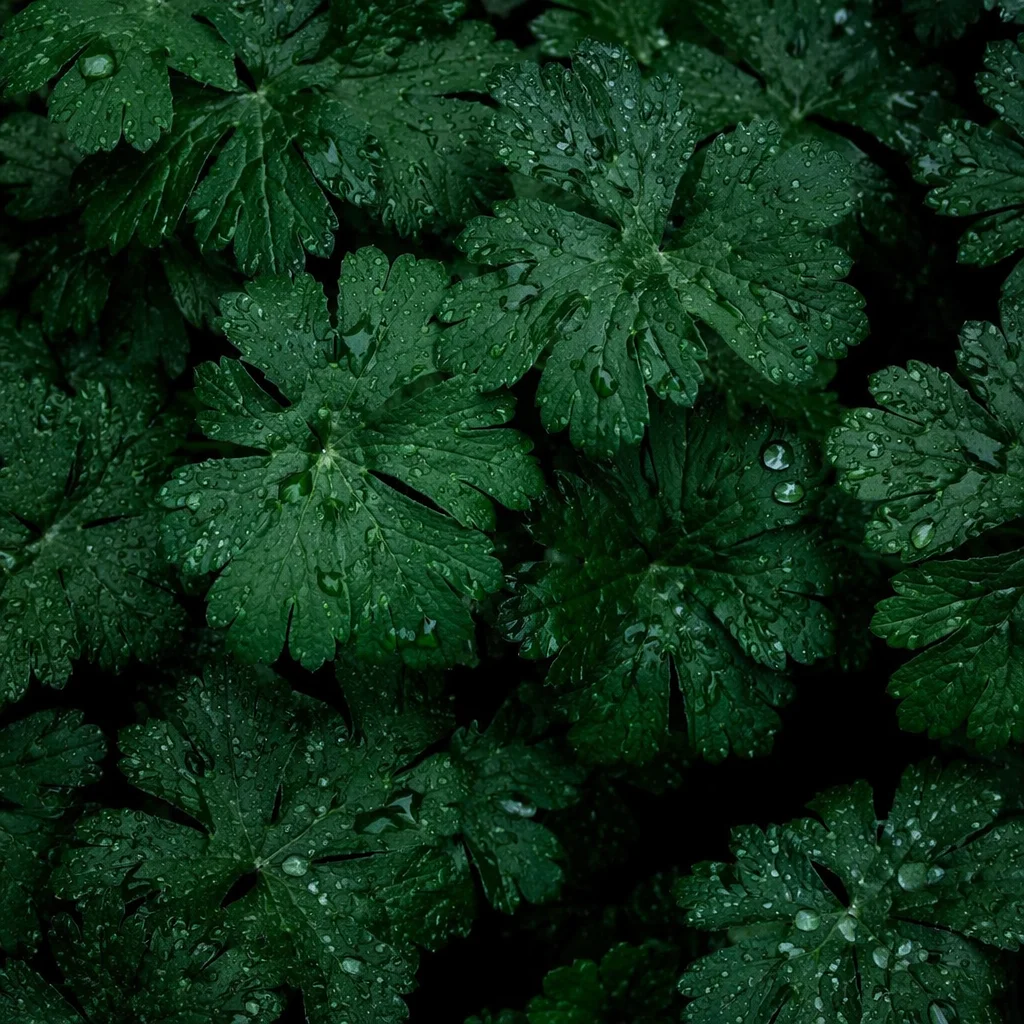 Fresh Emerald Leaves Natural Background