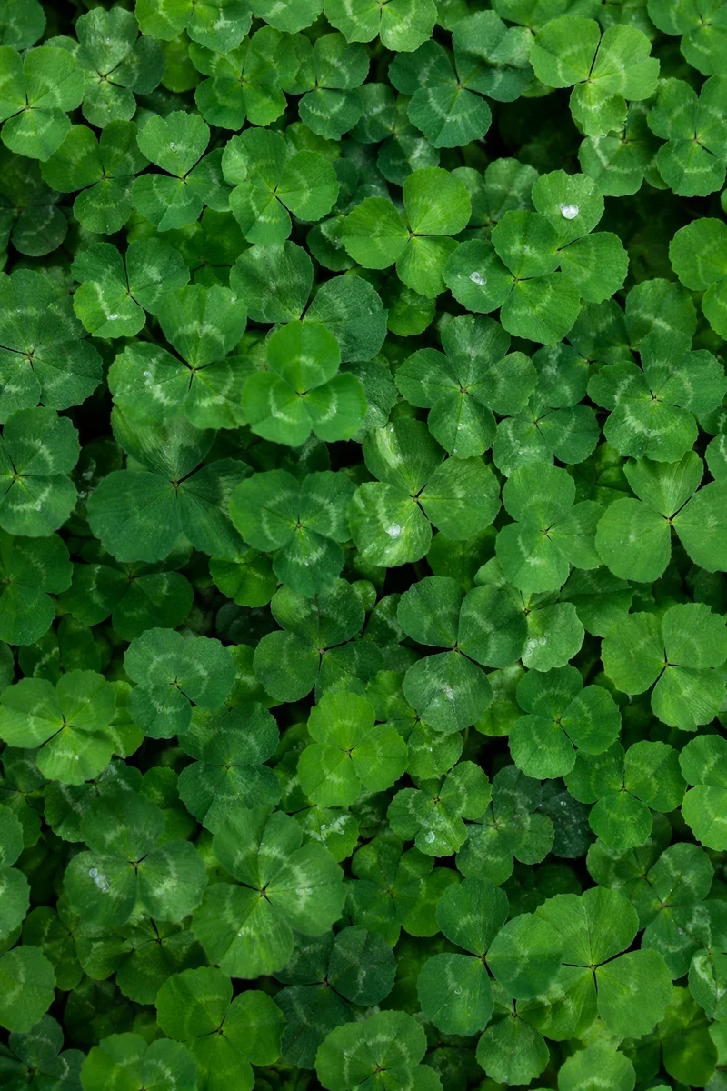 Fresh Clover Leaves Green Natural Background