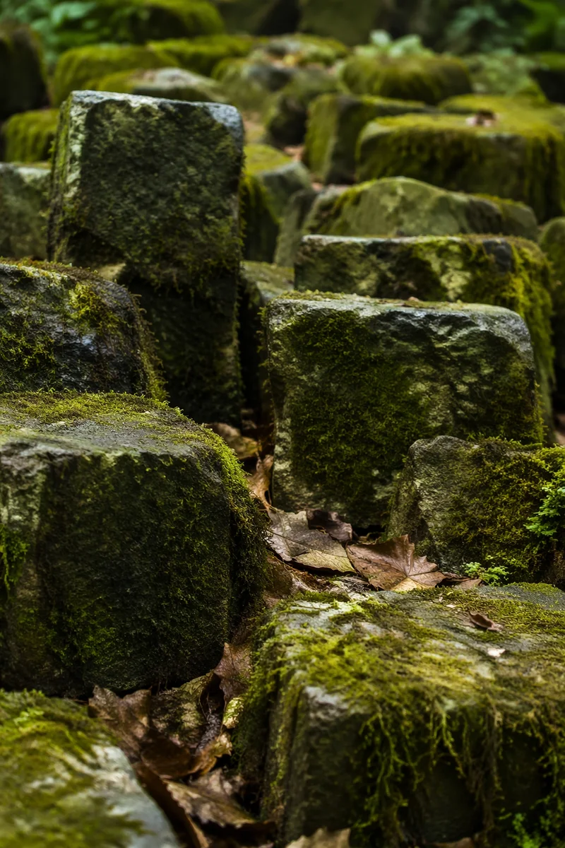 Fresh Green Moss Stone Background
