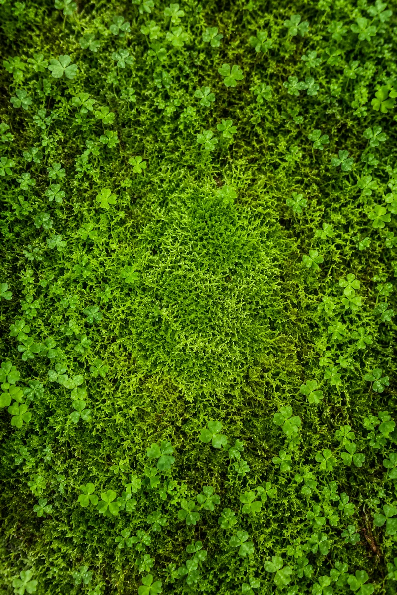 Fresh Moss and Clover Green Background