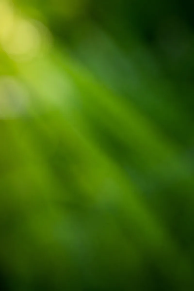 Fresh Natural Green Foliage Background