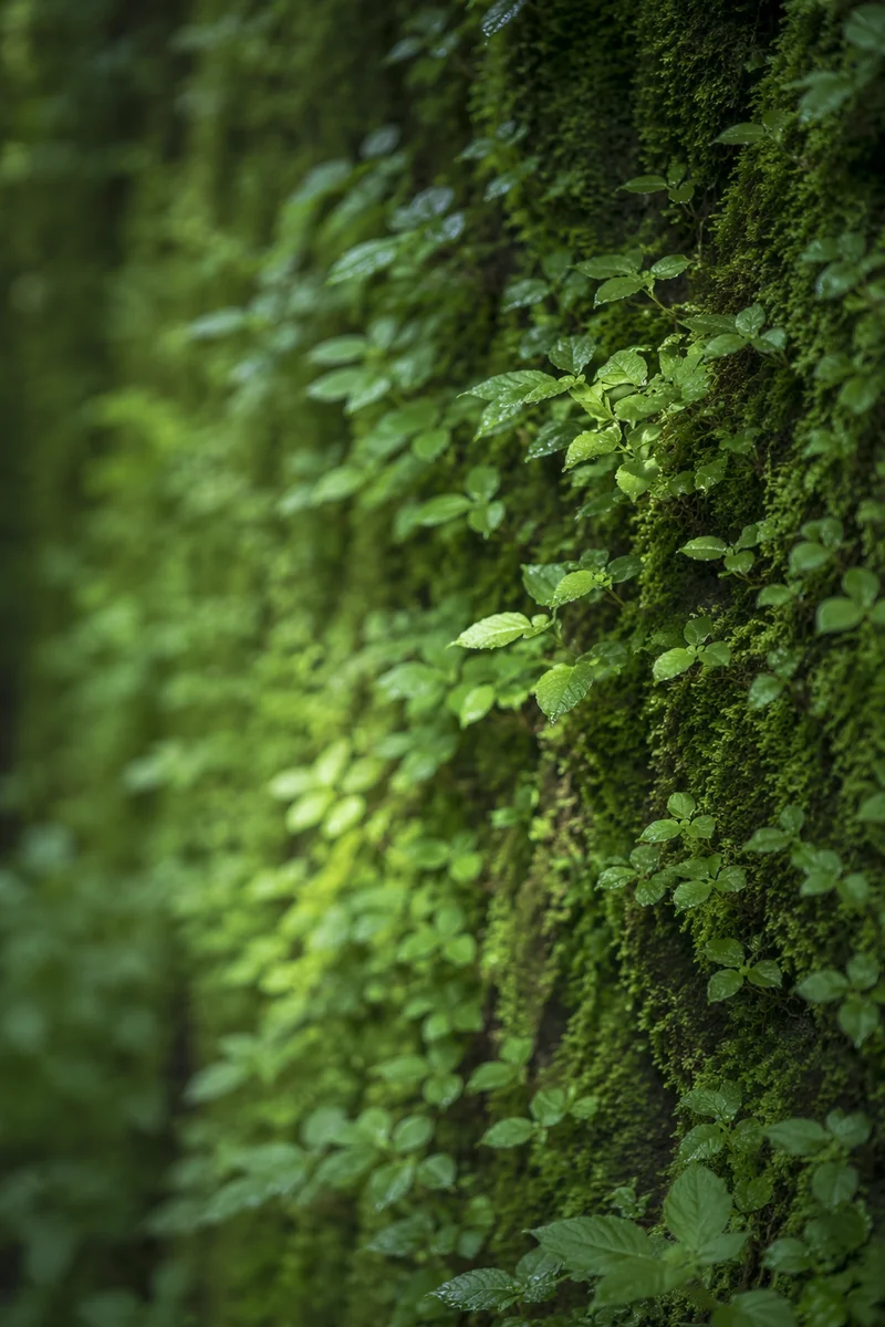 Fresh Spring Leaves and Moss Background