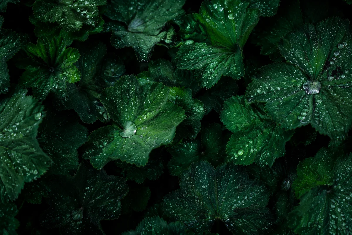 Fresh Emerald Leaf Texture Background