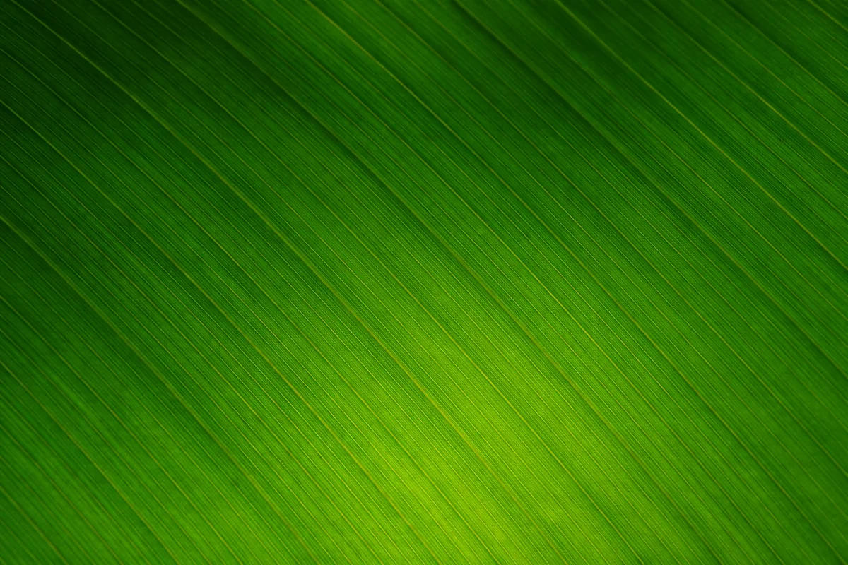 Fresh Green Tropical Leaf Background