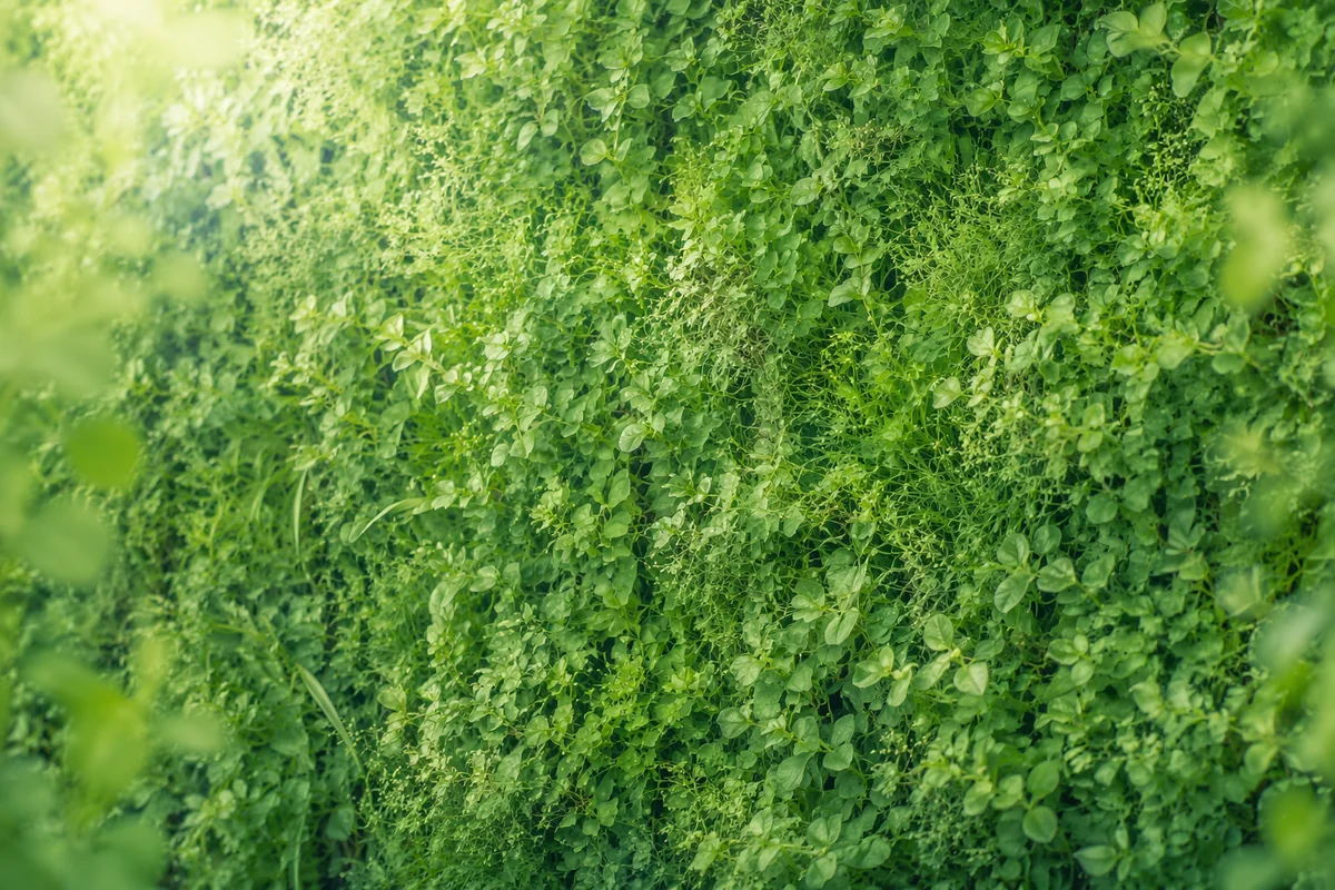 Fresh Natural Green Leaf Background