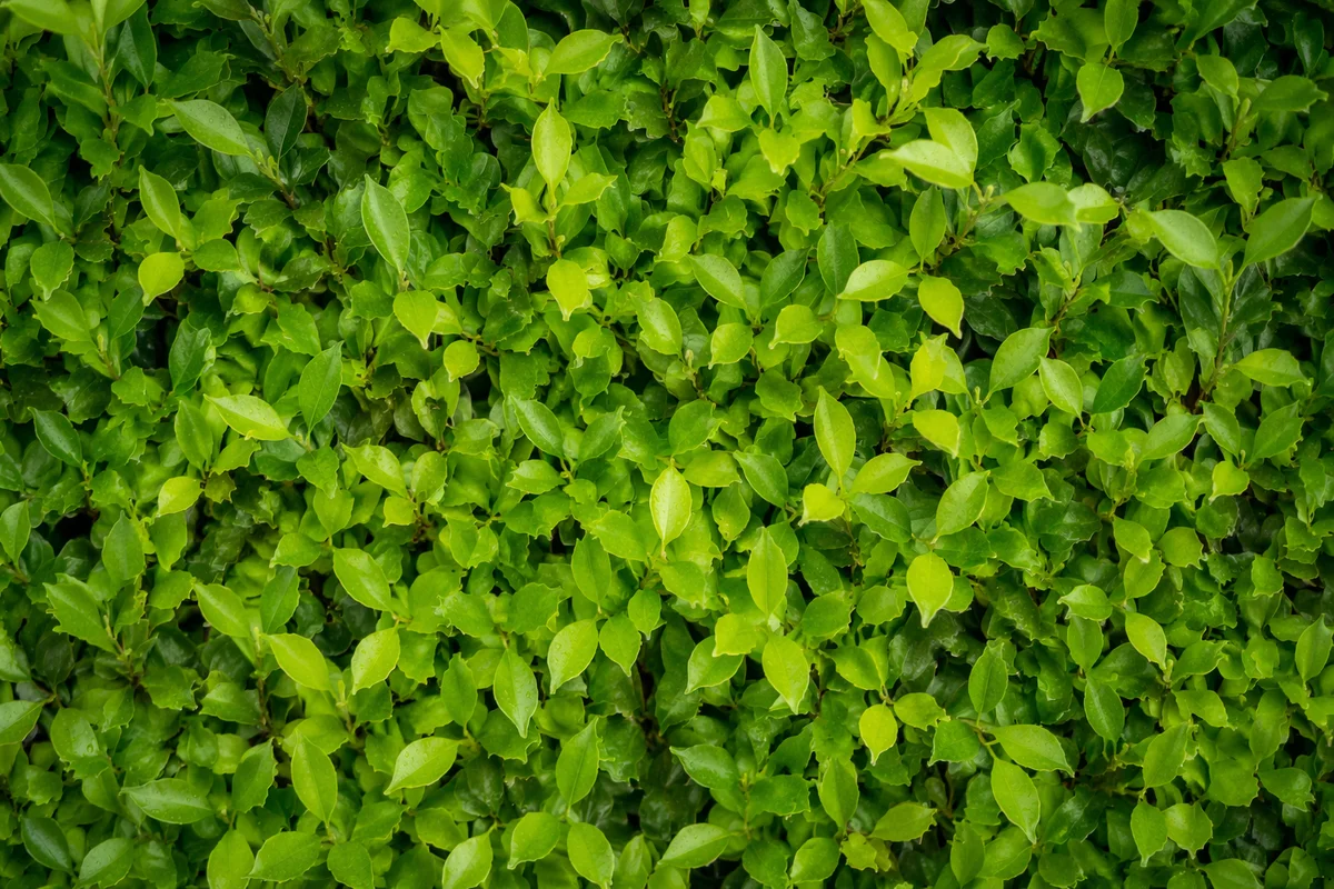 Fresh Green Leaf Wall Background